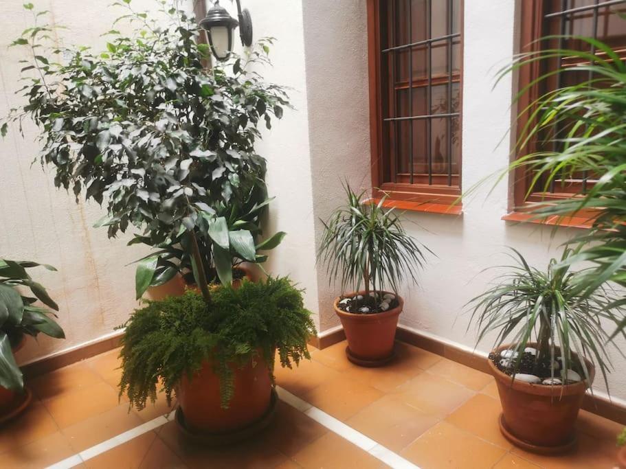 Attico Luxury Suitemalaga Appartamento *